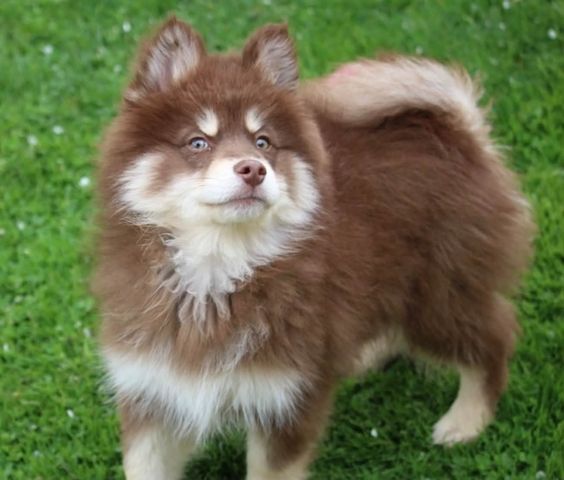 Siberian-Husky-Welpen zu verkaufen