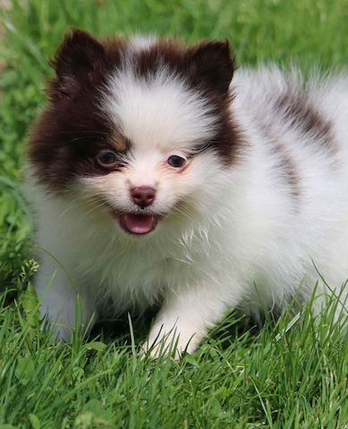 Siberian-Husky-Welpen zu verkaufen