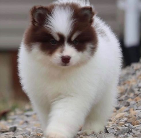 Siberian-Husky-Welpen zu verkaufen