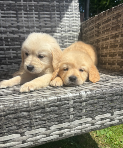 Golden-Retriever-Welpen zu verkaufen.