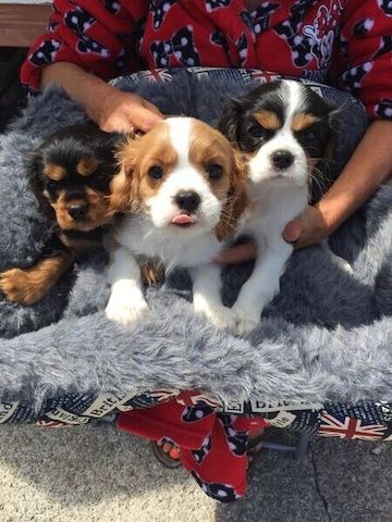 Cavalier King Charles Spaniel-Welpen zu verkaufen.