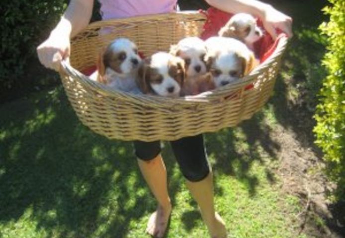 Cavalier King Charles Spaniel-Welpen zu verkaufen.
