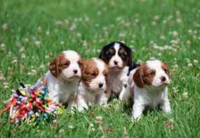 Cavalier King Charles Spaniel-Welpen zu verkaufen.