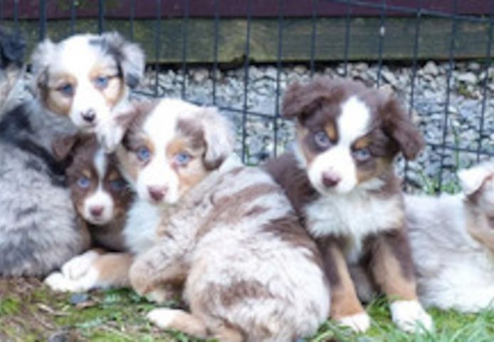 Australian-Shepherd-Welpen zu verkaufen.