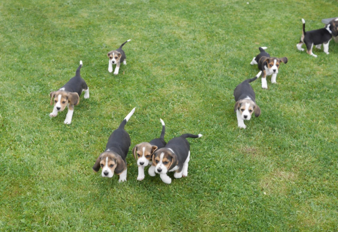 Beagle-Welpen zu verkaufen.