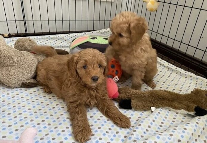 Goldendoodle-Welpen zu verkaufen.