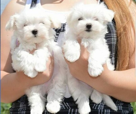 Bichon-Frisé-Welpen zu verkaufen.