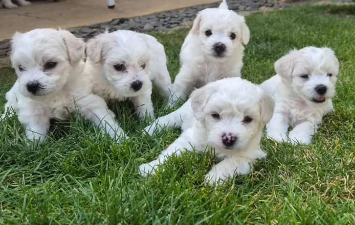 Bichon-Frisé-Welpen zu verkaufen.