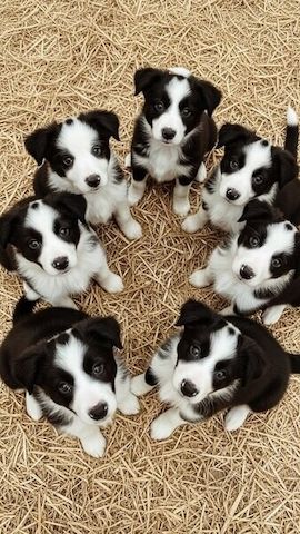Border-Collie-Welpen zu verkaufen.