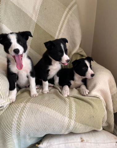 Border-Collie-Welpen zu verkaufen.