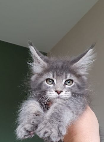 Wundervolle Maine Coon Kitten grau/blau