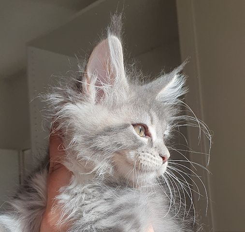 Wundervolle Maine Coon Kitten grau/blau