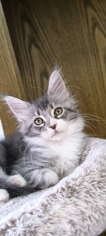 Wundervolle Maine Coon Kitten grau/blau