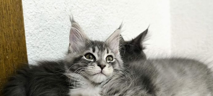 Wundervolle Maine Coon Kitten grau/blau