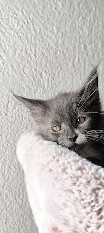 Wundervolle Maine Coon Kitten grau/blau