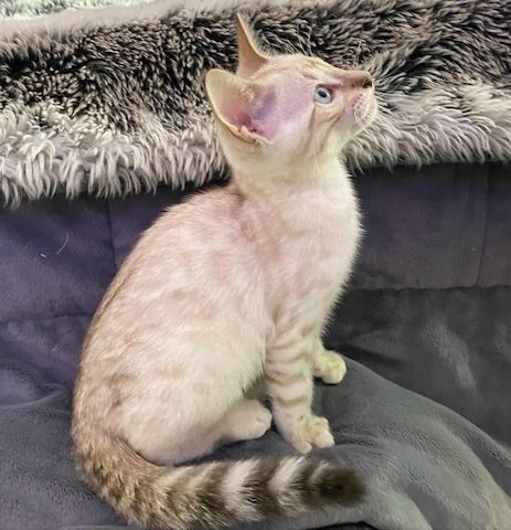 Bengal-Kätzchen suchen ein liebevolles Zuhause.