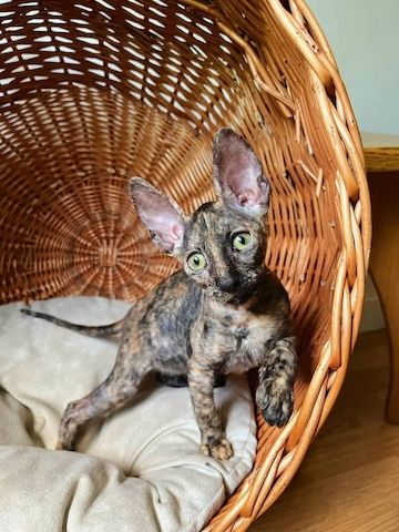 Wunderschöne Cornish-Rex-Kätzchen zu verkaufen.