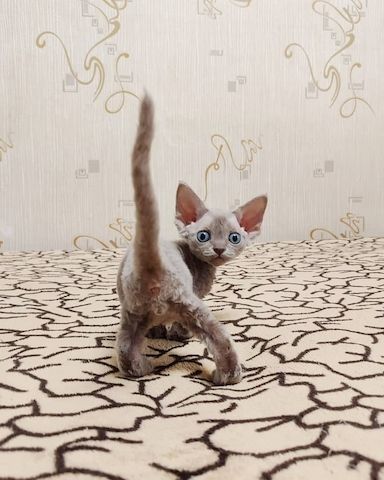 Wunderschöne Devon-Rex-Kätzchen zu verkaufen.