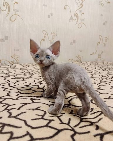 Wunderschöne Devon-Rex-Kätzchen zu verkaufen.