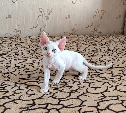 Wunderschöne Devon-Rex-Kätzchen zu verkaufen.
