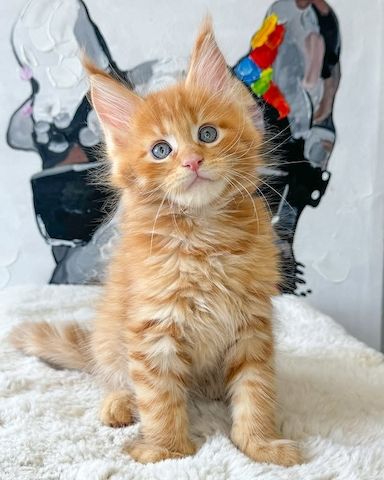 Süße Maine-Coon-Kätzchen suchen ein liebevolles Zuhause für immer.