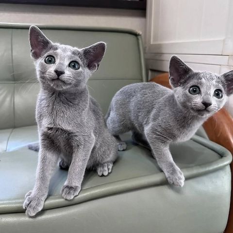 Süße Russisch-Blau-Kätzchen suchen ein neues Zuhause.
