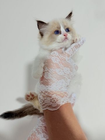 Wunderschöne Ragdoll-Kätzchen zu verkaufen