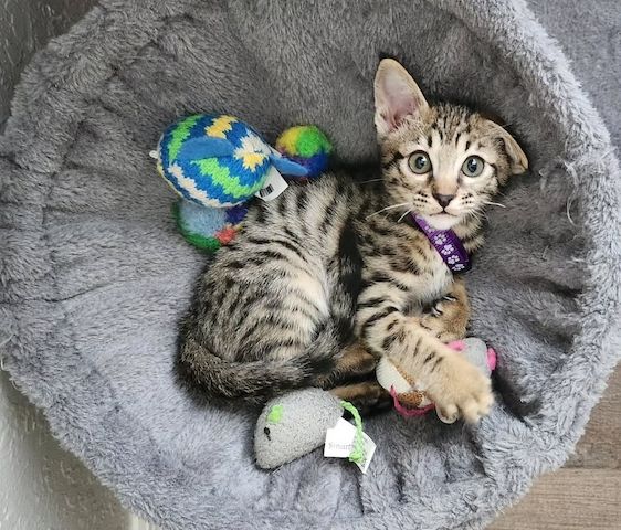 Liebevolle Savannah-Kätzchen suchen ihr liebevolles Zuhause für immer.