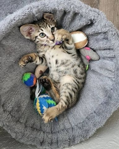Liebevolle Savannah-Kätzchen suchen ihr liebevolles Zuhause für immer.