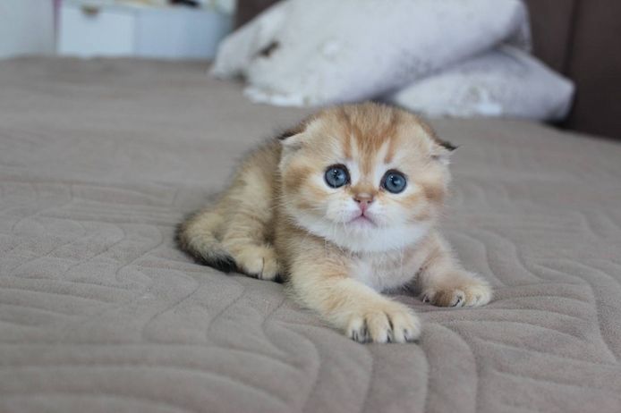 Süße Scottish-Fold-Kätzchen zu verkaufen