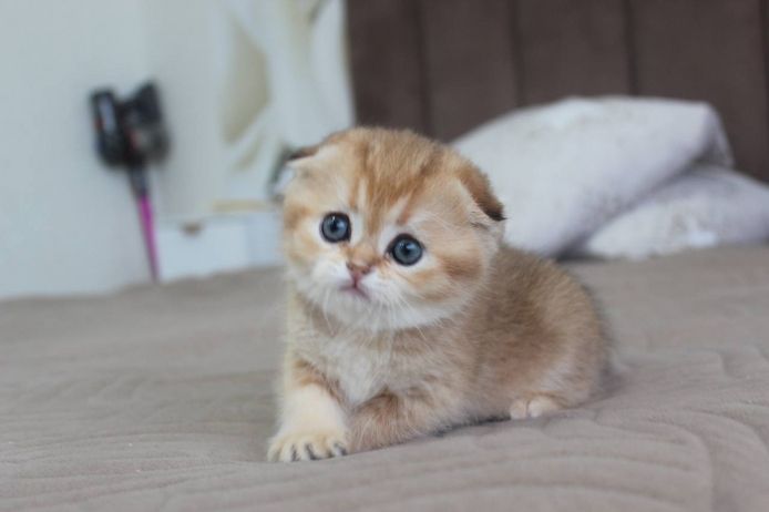 Süße Scottish-Fold-Kätzchen zu verkaufen