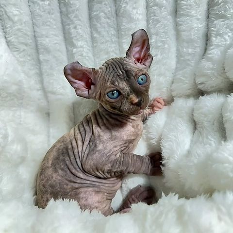 Liebevolle Sphynx-Kätzchen suchen ihr liebevolles Zuhause für immer.