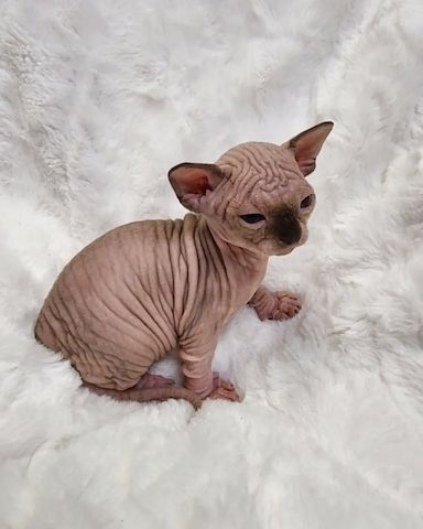 Liebevolle Sphynx-Kätzchen suchen ihr liebevolles Zuhause für immer.