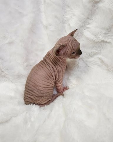 Liebevolle Sphynx-Kätzchen suchen ihr liebevolles Zuhause für immer.