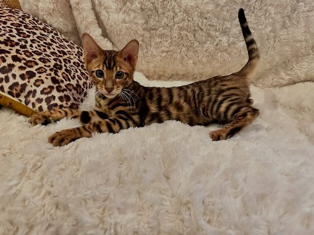 Wundervolle Toyger-Kätzchen suchen ihr neues Zuhause für immer.
