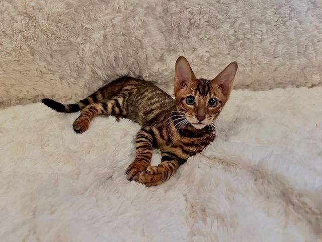 Wundervolle Toyger-Kätzchen suchen ihr neues Zuhause für immer.