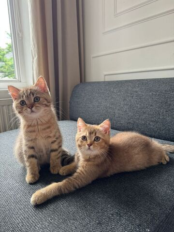 Zwei BKH-Mix Kitten Brüder, 3 Monate alt