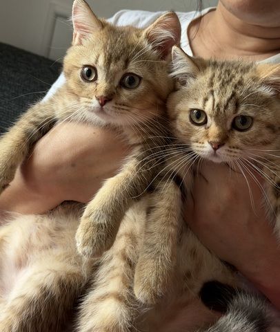 Zwei BKH-Mix Kitten Brüder, 3 Monate alt