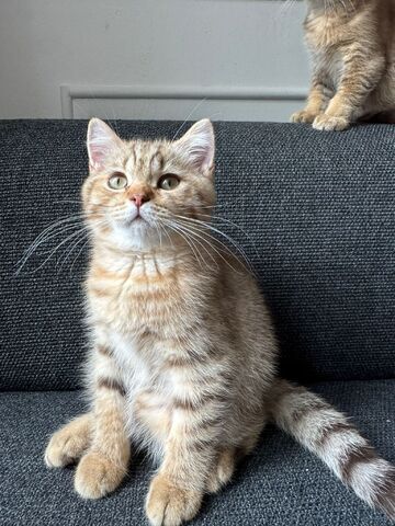 Zwei BKH-Mix Kitten Brüder, 3 Monate alt