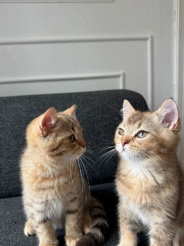 Zwei BKH-Mix Kitten Brüder, 3 Monate alt