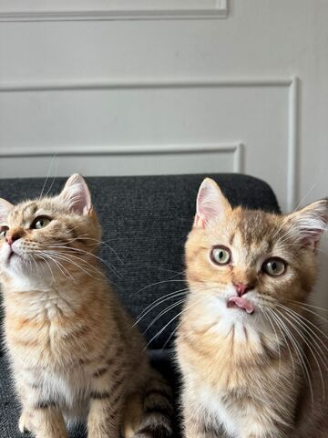 Zwei BKH-Mix Kitten Brüder, 3 Monate alt