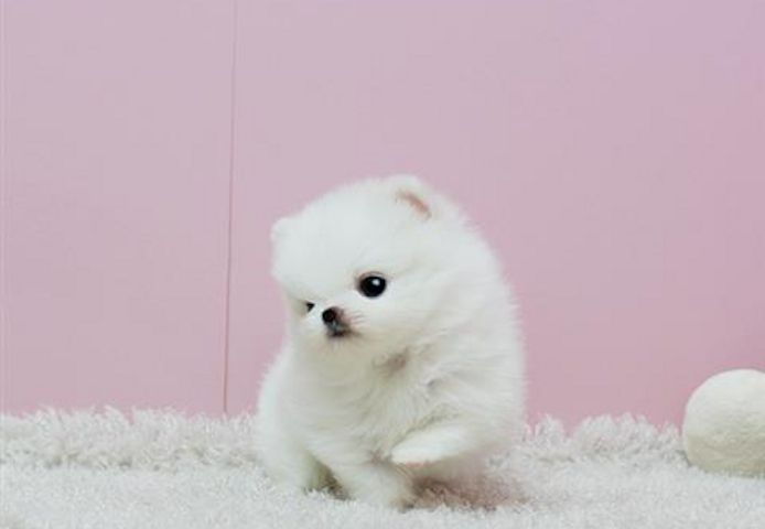 MINI ZWERGSPITZ POMERANIAN BOO WELPEN