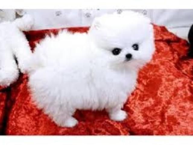 Miniatur Pomeranian Zwergspitz Welpen