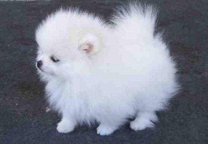 Reinrassige Pomeranian welpen