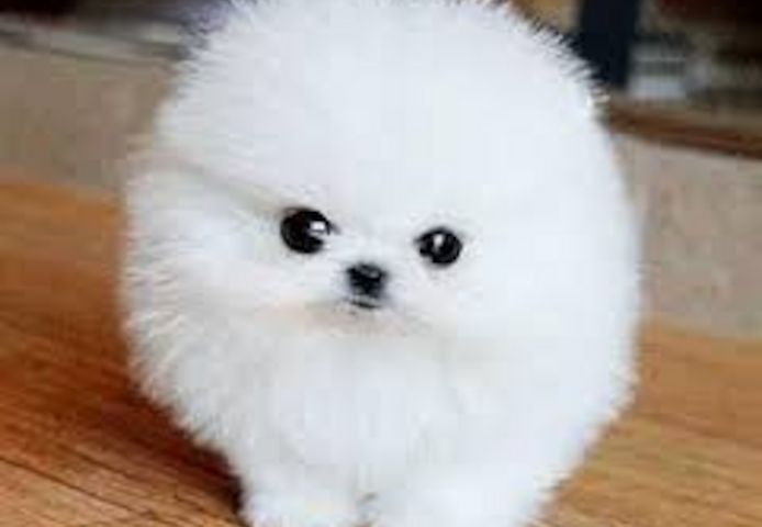 Mini Pomeranian Zwergspitz Welpen Boo