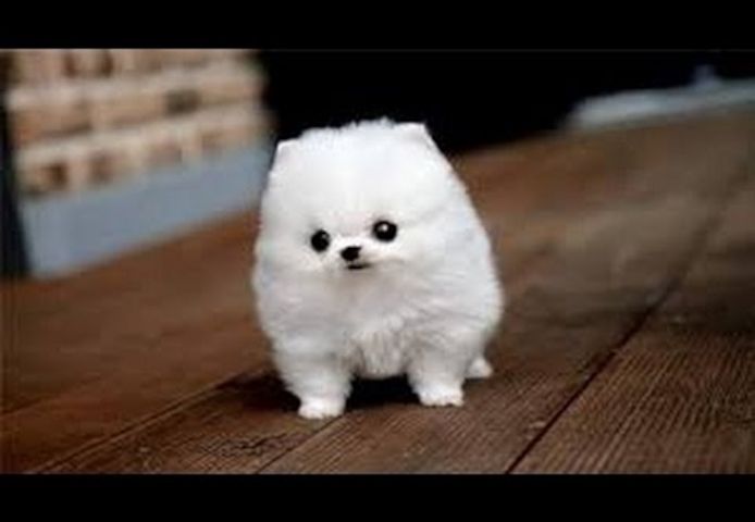Zwergspitz/ Pomeranian mini Welpen