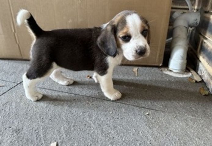 Beagle-Welpen. WhatsApp: +44 7469 456352