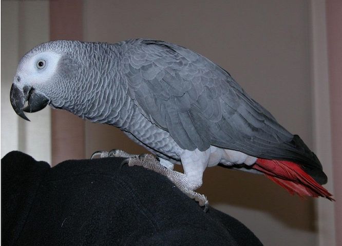 Graupapageien-Paar (Männchen und Weibchen)