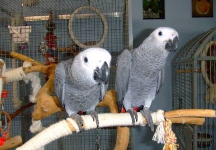 Graupapageien  (Männchen und Weibchen)