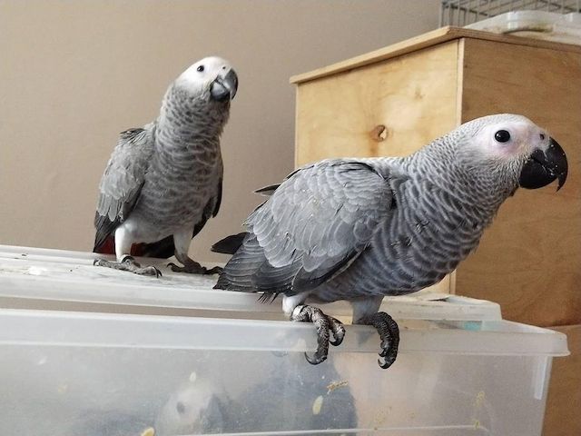 Graupapageien (Männchen und Weibchen)
